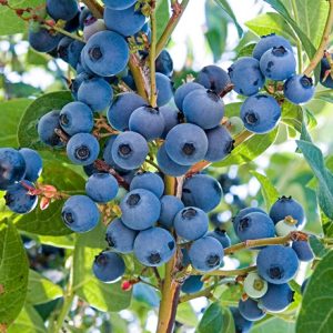 GU_Category_FRUITS_NewVersion2022_15 GU_Category_FRUITS_NewVersion2022_15