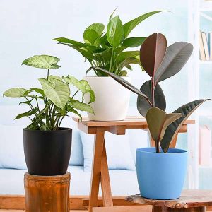 nurserylive-combo-packs-plants-low-maintenance-indoor-plants-for-home-decoration-16969011855500 nurserylive-combo-packs-plants-low-maintenance-indoor-plants-for-home-decoration-16969011855500